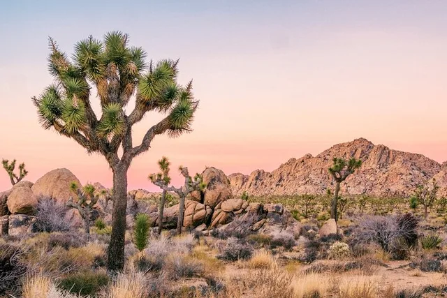 Palm Springs and Joshua Tree Self-Guided Audio Tour - Image 5