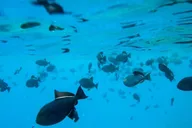Maui Molokini Snorkeling Tour 2 hr thumbnail 4