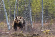 Grand Teton Wildlife Private Guided Tour thumbnail 3