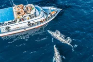Newport Beach Whale Watching Tour 2 hr thumbnail 6