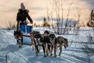 Fairbanks Dog Sledding Adventure Overnight thumbnail 1