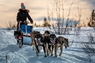 Fairbanks Dog Sledding Adventure Overnight