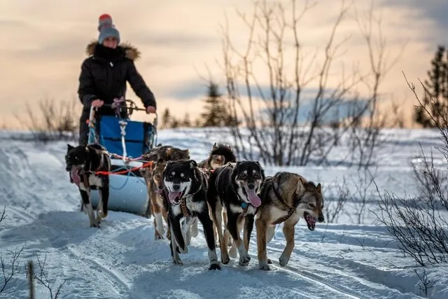 Fairbanks Dog Sledding Adventure Overnight - Image 1