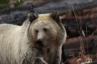 West Yellowstone Wildlife and Photo Tour Upper Loop thumbnail 5