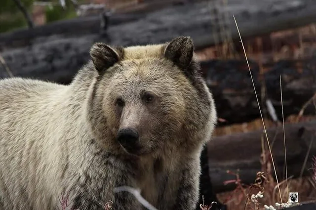 West Yellowstone Wildlife and Photo Tour Upper Loop - Image 5