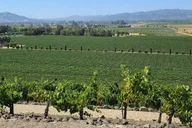 San Francisco Wine Tour with 2 Tastings Half-Day thumbnail 1
