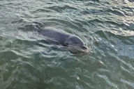 Hilton Head Island Dolphin Boat Tour thumbnail 3