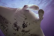 Makena Wailea Underwater Scooter Dive thumbnail 6