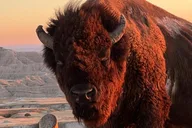 Badlands Wildlife Expedition thumbnail 1