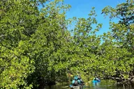 Marco Island Mangrove Kayak Tour 2 hr thumbnail 1