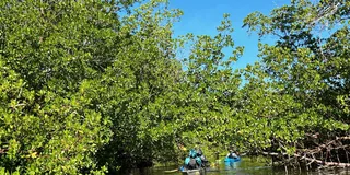 Marco Island Mangrove Kayak Tour 2 hr
