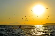 Kachemak Bay Wildlife Tour thumbnail 5