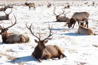 Jackson Hole Grand Teton Wildlife Safari 4 hr thumbnail 4