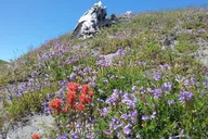 Mt St Helens Day Trip thumbnail 6