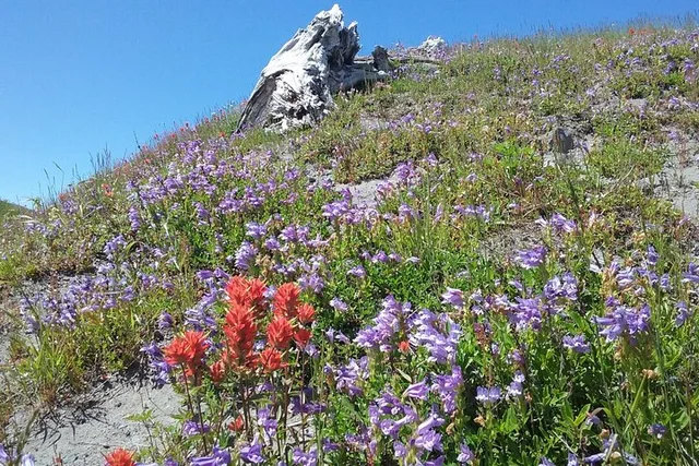 Mt St Helens Day Trip - Image 6
