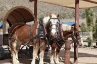 Las Vegas Grand Canyon Ranch Tour with Horseback Ride thumbnail 2