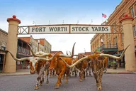Fort Worth Stockyards Food Tour thumbnail 2