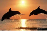 Clearwater Beach Sunset and Harbor Lights Cruise thumbnail 1