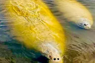 Naples Manatee Sightseeing and Wildlife Boat Tour thumbnail 1