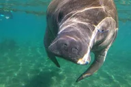 Crystal River Manatee Snorkel Tour 4 hr thumbnail 3