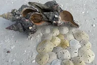 Marco Island Shelling Trip on Kice Island 3 hr thumbnail 1