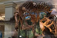 Washington DC History and Natural History Museum Tour 3 hr thumbnail 5