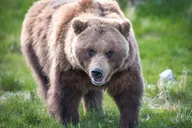 Anchorage Wildlife Tour 4 hr thumbnail 2