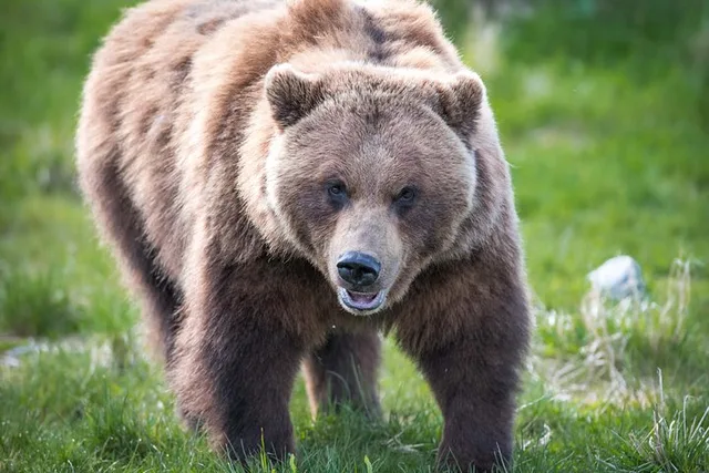 Anchorage Wildlife Tour 4 hr - Image 2