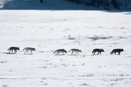 Yellowstone Winter Wolf Watching Safari thumbnail 1
