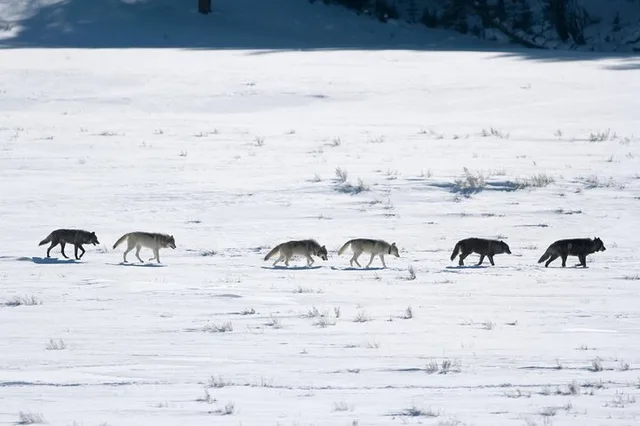 Yellowstone Winter Wolf Watching Safari - Image 1