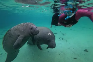 Crystal River Manatee Swim