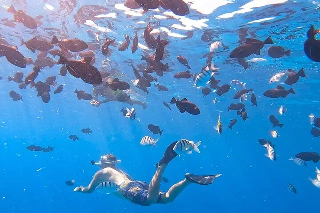 Honolulu Snorkeling Tour at Turtle Canyon 2 hr - Image 2