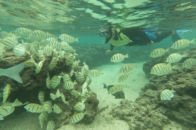 Honolulu Snorkeling Tour at Hanauma Bay 4 hr - Image 6