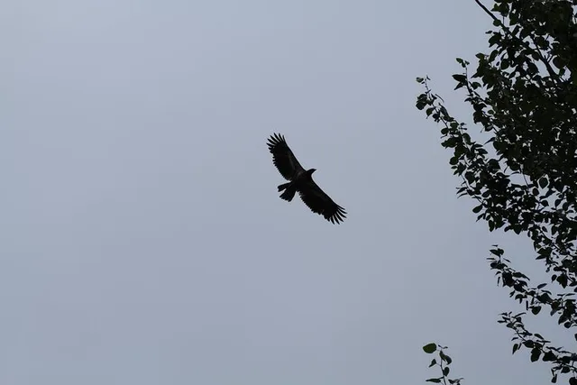 Haines Chilkat Bald Eagle Preserve Float Tour - Image 6