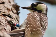 Central Florida Private Birding Tour 5 hr thumbnail 6