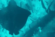 Maui Clear Bottom Kayak Rental thumbnail 6
