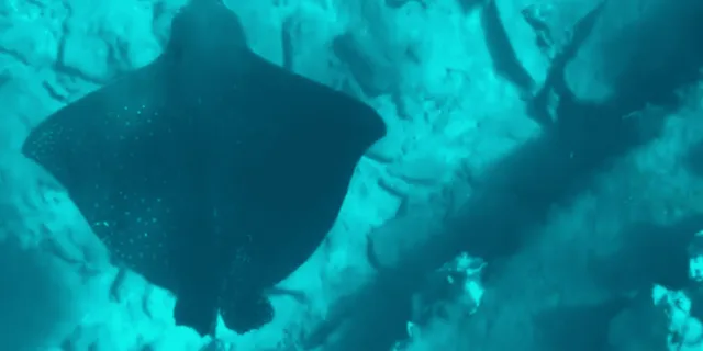 Maui Clear Bottom Kayak Rental - Image 6