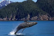Icy Strait Whale Watching Adventure thumbnail 4