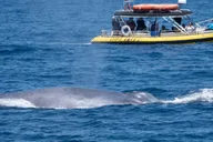 Dana Point Dolphin & Whale Watching Zodiac Adventure thumbnail 6