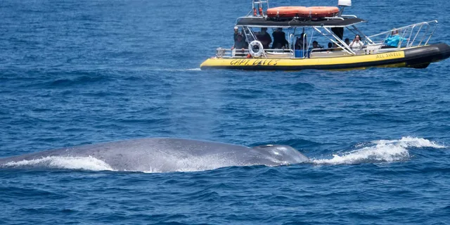 Dana Point Dolphin & Whale Watching Zodiac Adventure - Image 6