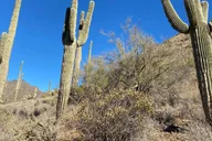 Phoenix Sonoran Desert Guided Hike 2 hr thumbnail 3