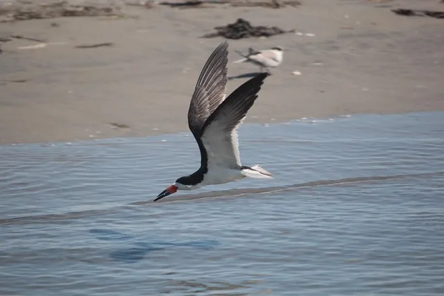 Cape May Birding By Boat - Image 2