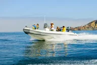 San Diego Whale and Dolphin Watching Tour thumbnail 3