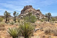San Diego Joshua Tree National Park Day Trip thumbnail 6