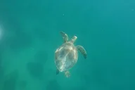 Key West Tiki Boat Eco Cruise 2 hr thumbnail 6