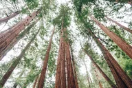 San Francisco Muir Woods and Sausalito Private Tour 4 hr thumbnail 6