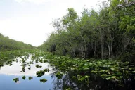 Miami Everglades Airboat & Alligator Tour thumbnail 4