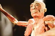 Las Vegas Bodies Exhibition at the Luxor 1 hr thumbnail 2