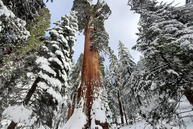 Fresno Sequoia Winter Tour - Image 3