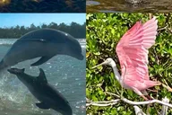 Naples Manatee and Dolphin Eco Boat Tour 3 hr thumbnail 1